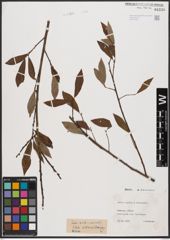 Salix aurita L. x Salix viminalis L.